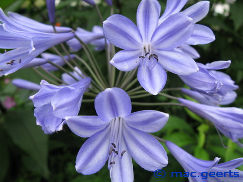 Agapanthus nutans